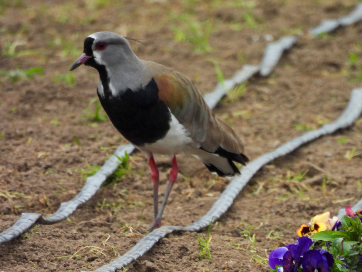 Southern Lapwing - ML641273687