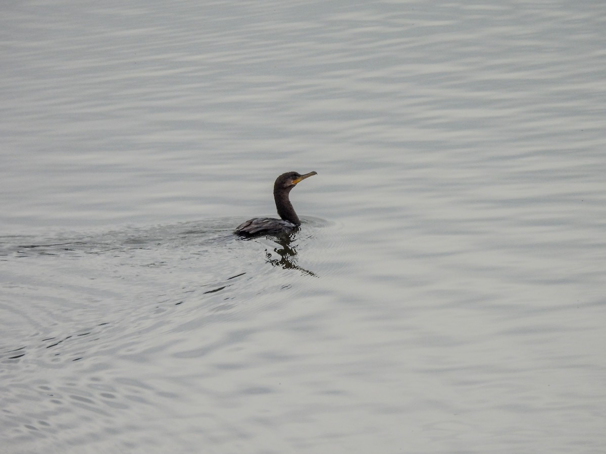 Neotropic Cormorant - ML641273696