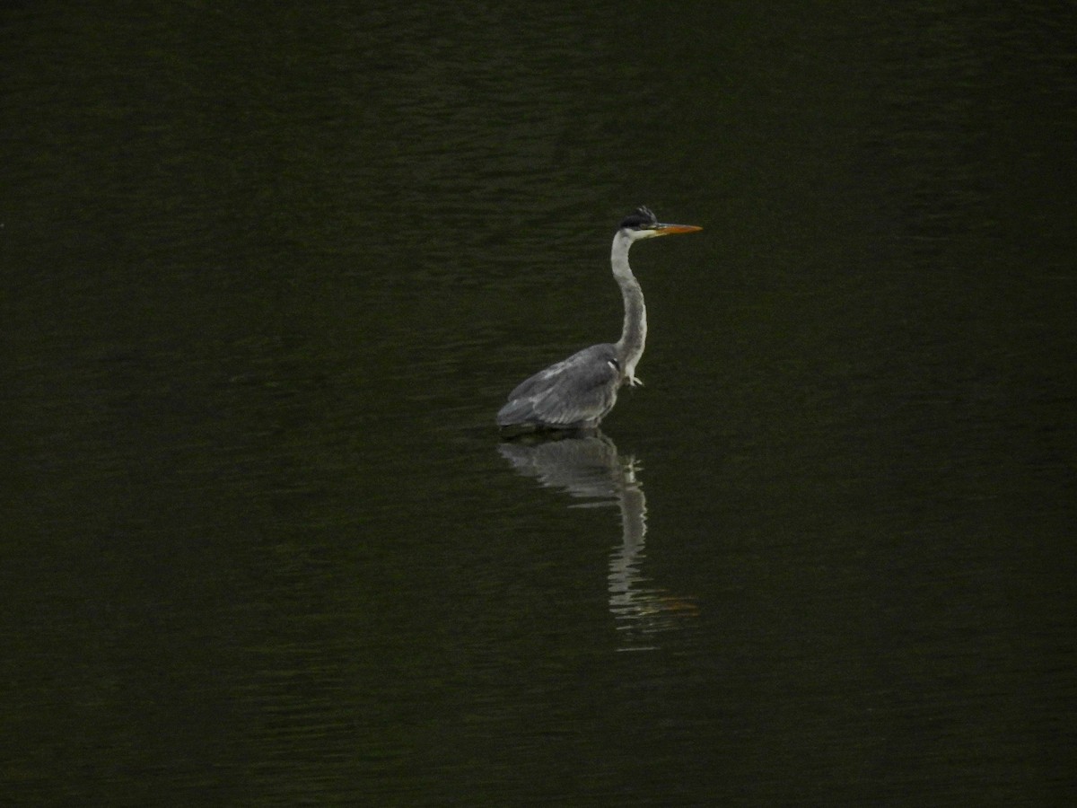 Cocoi Heron - ML641273702