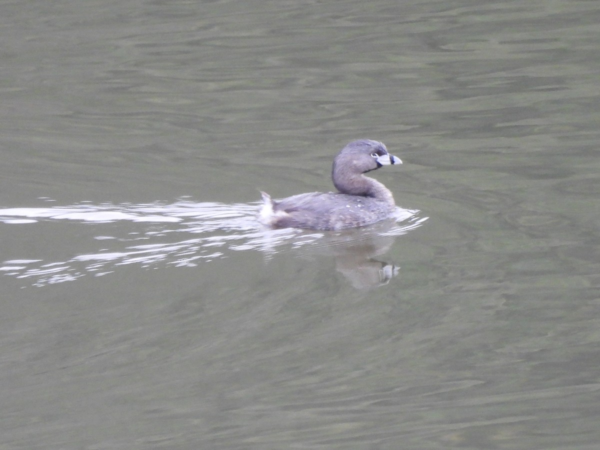 Pied-billed Grebe - ML641273706