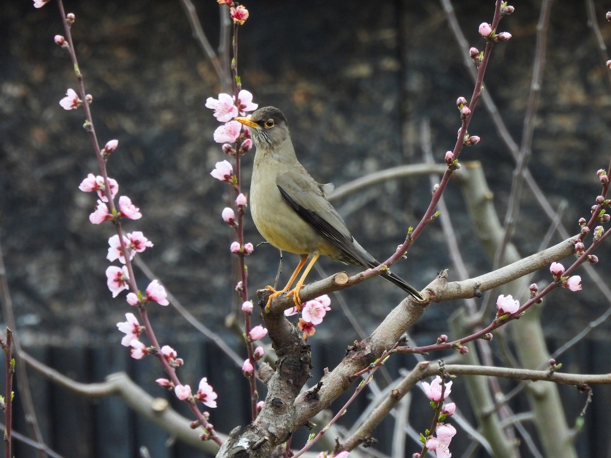 Austral Thrush - ML641273721
