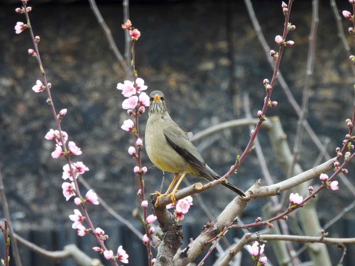 Austral Thrush - ML641273727