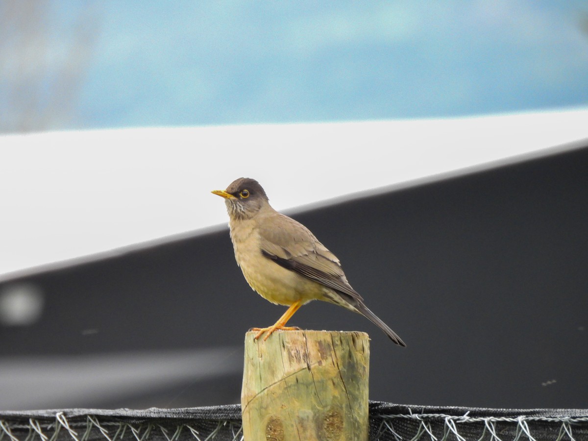 Austral Thrush - ML641273733