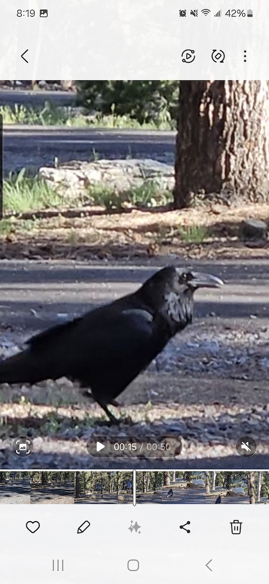 Common Raven - ML641273744