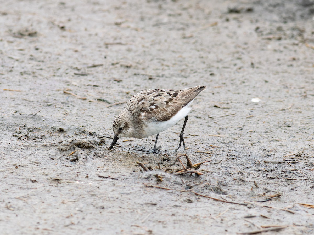 Semipalmated Sandpiper - ML641273761