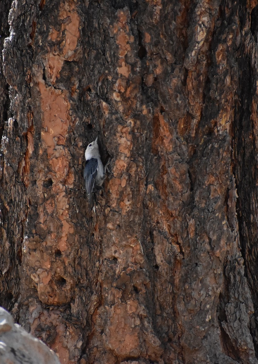 White-breasted Nuthatch - ML641273777