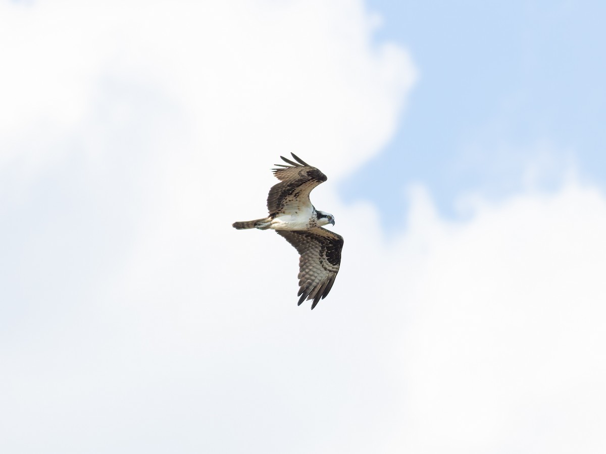 Скопа західна (підвид carolinensis) - ML641273789