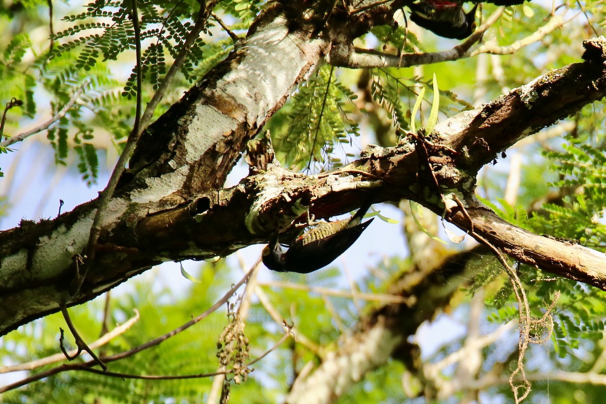 Yellow-tufted Woodpecker - ML641273793