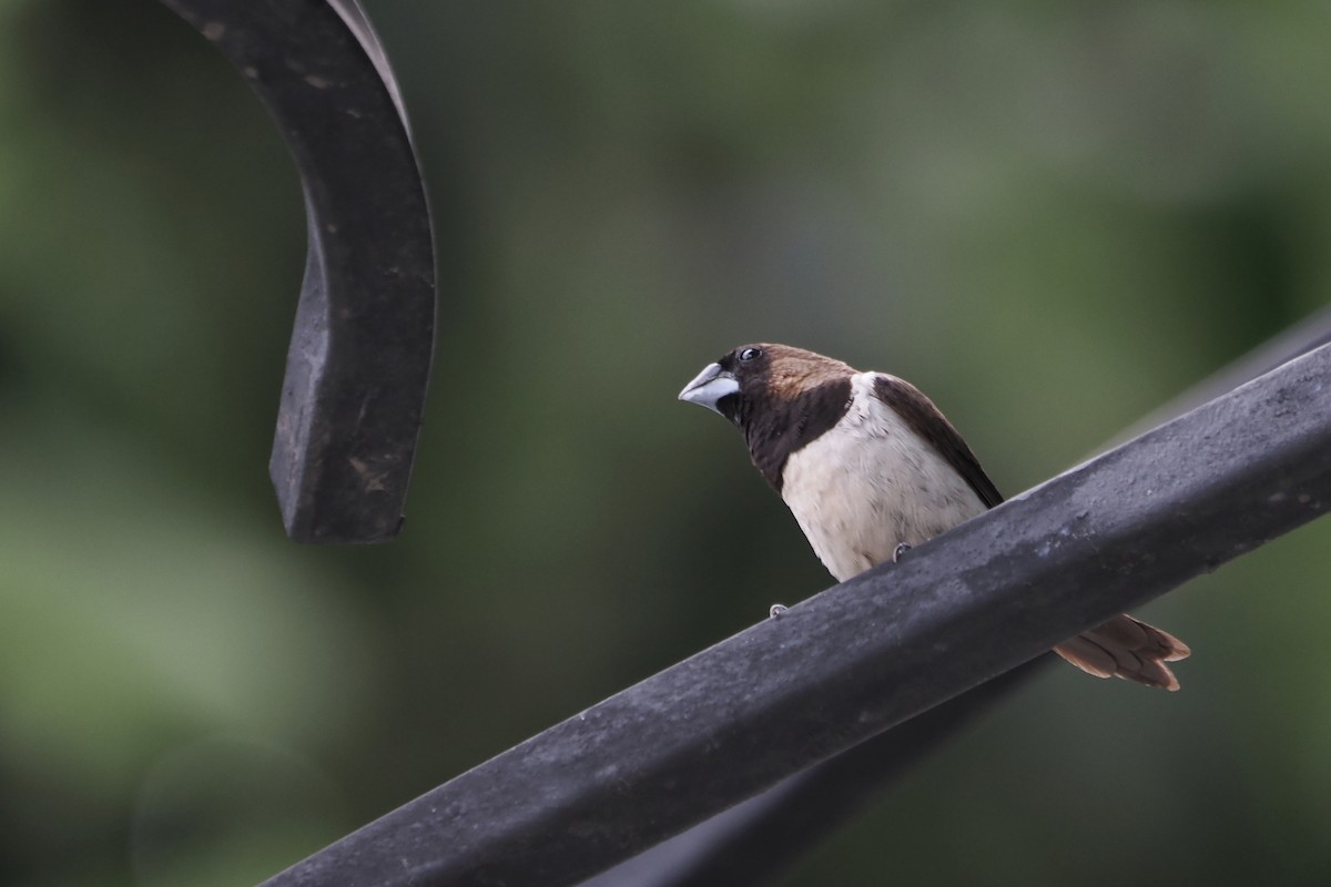 Javan Munia - ML641273801