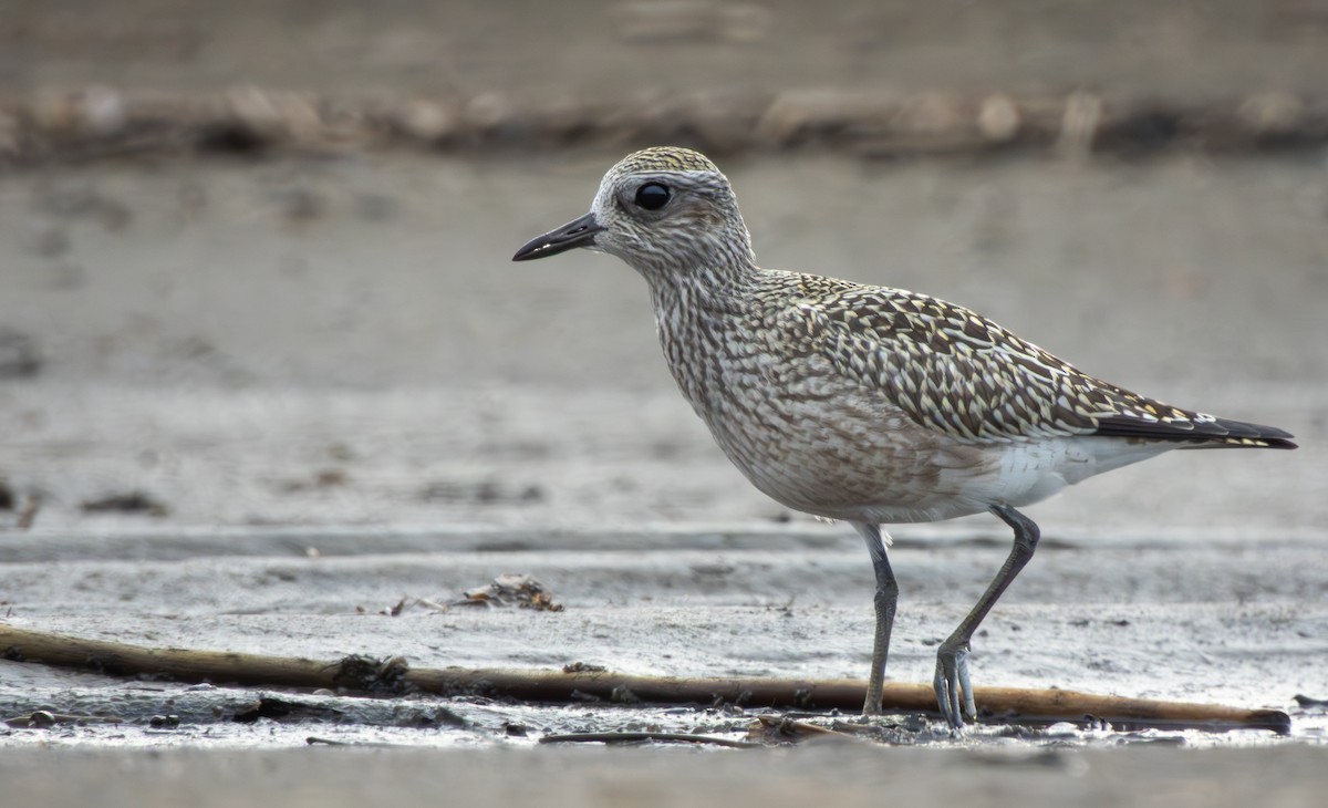 Black-bellied Plover - ML641273803