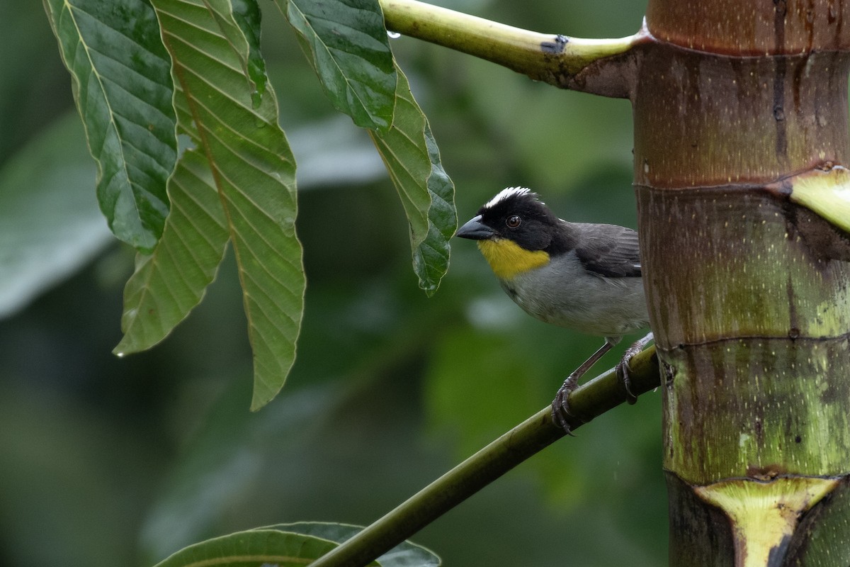 White-naped Brushfinch - ML641273809