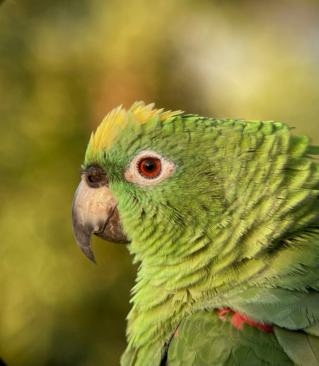 Yellow-crowned Amazon - ML641273811