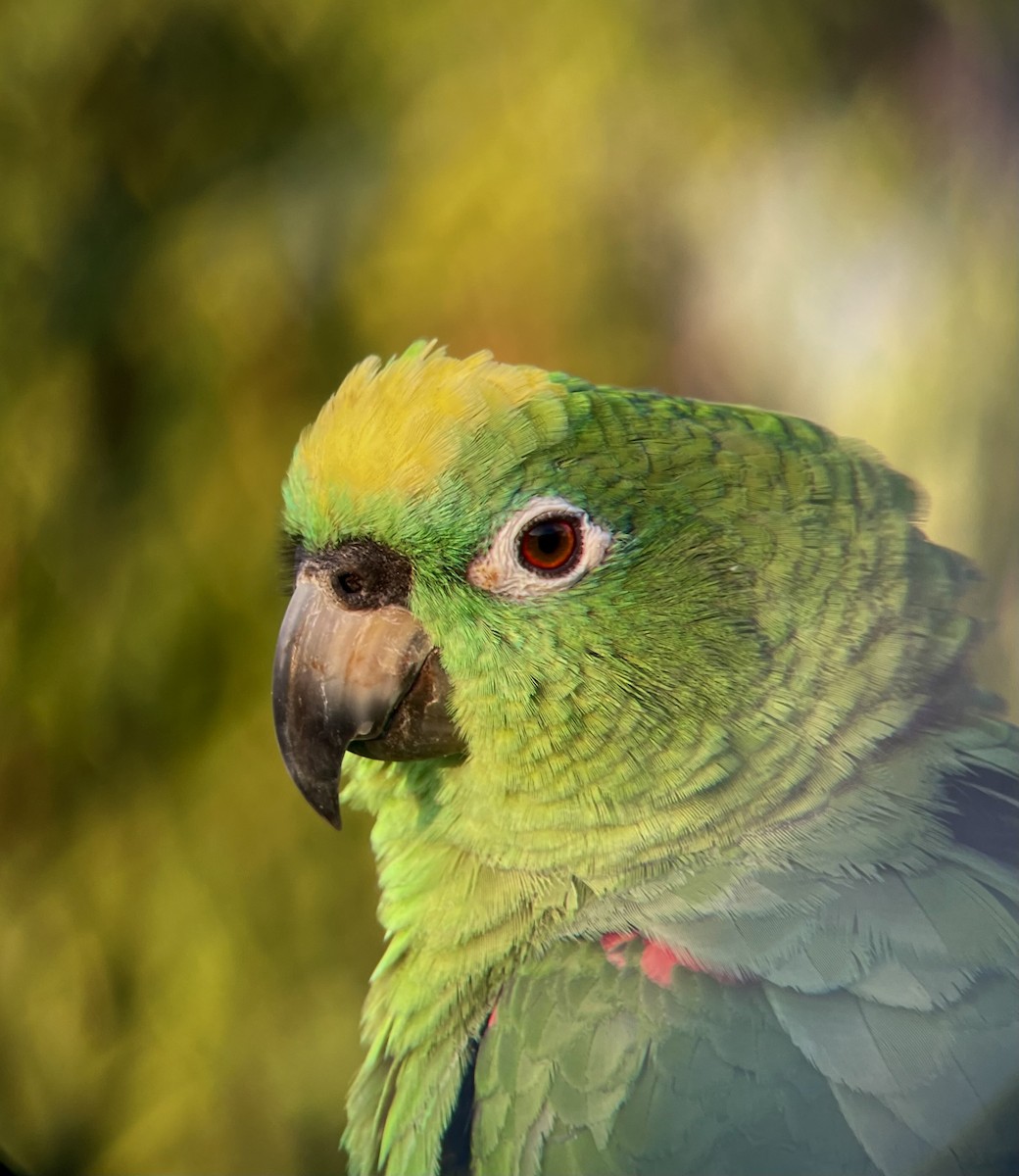 Yellow-crowned Amazon - ML641273812