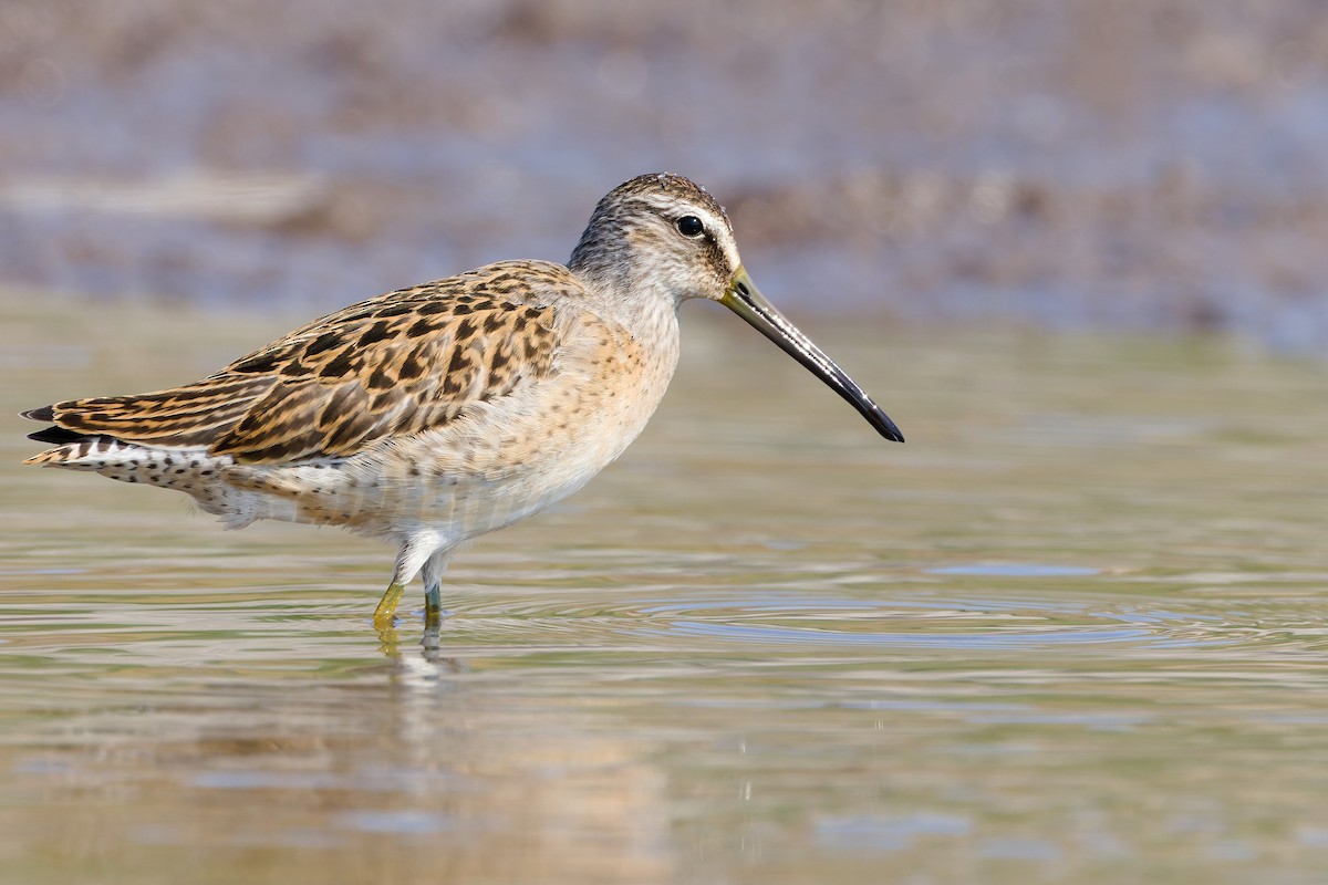 Short-billed Dowitcher - ML641273825
