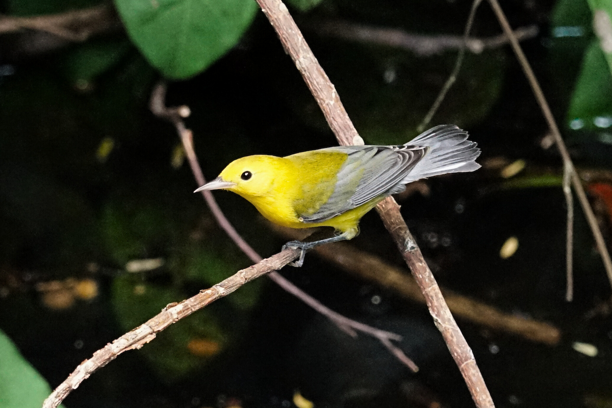 Prothonotary Warbler - ML641273836
