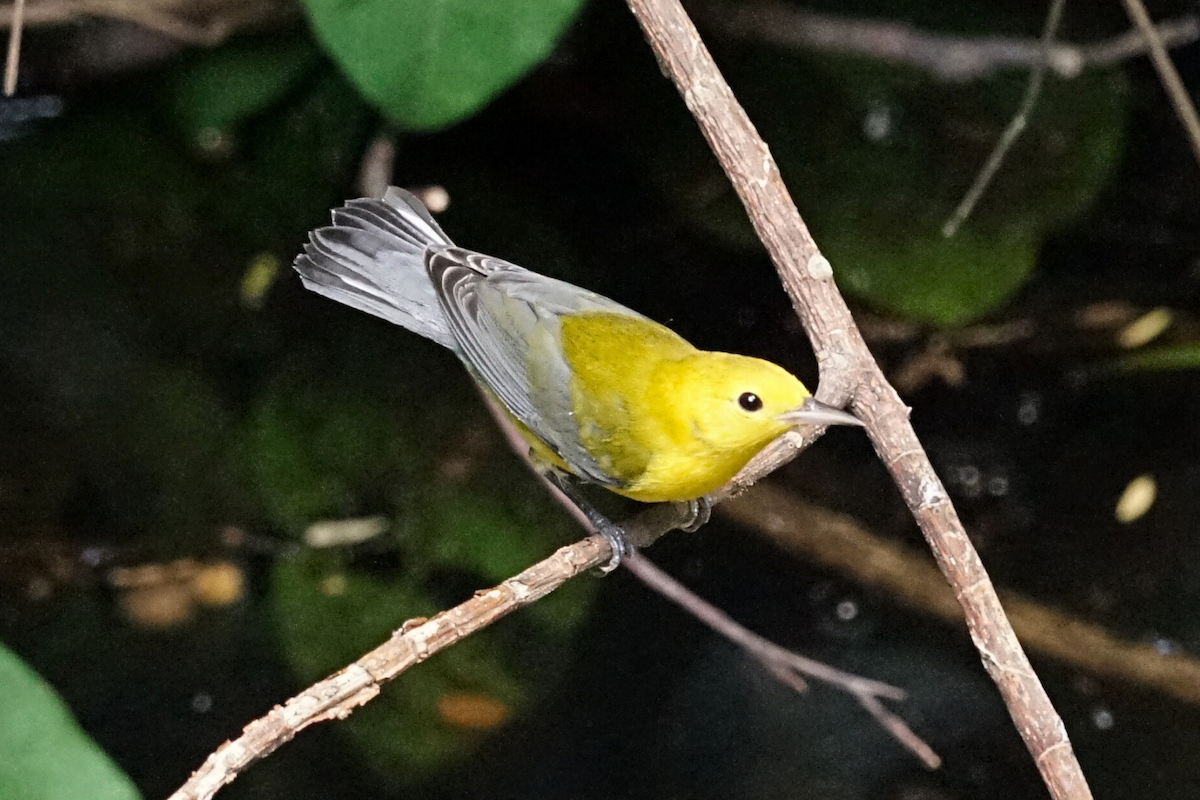 Prothonotary Warbler - ML641273837