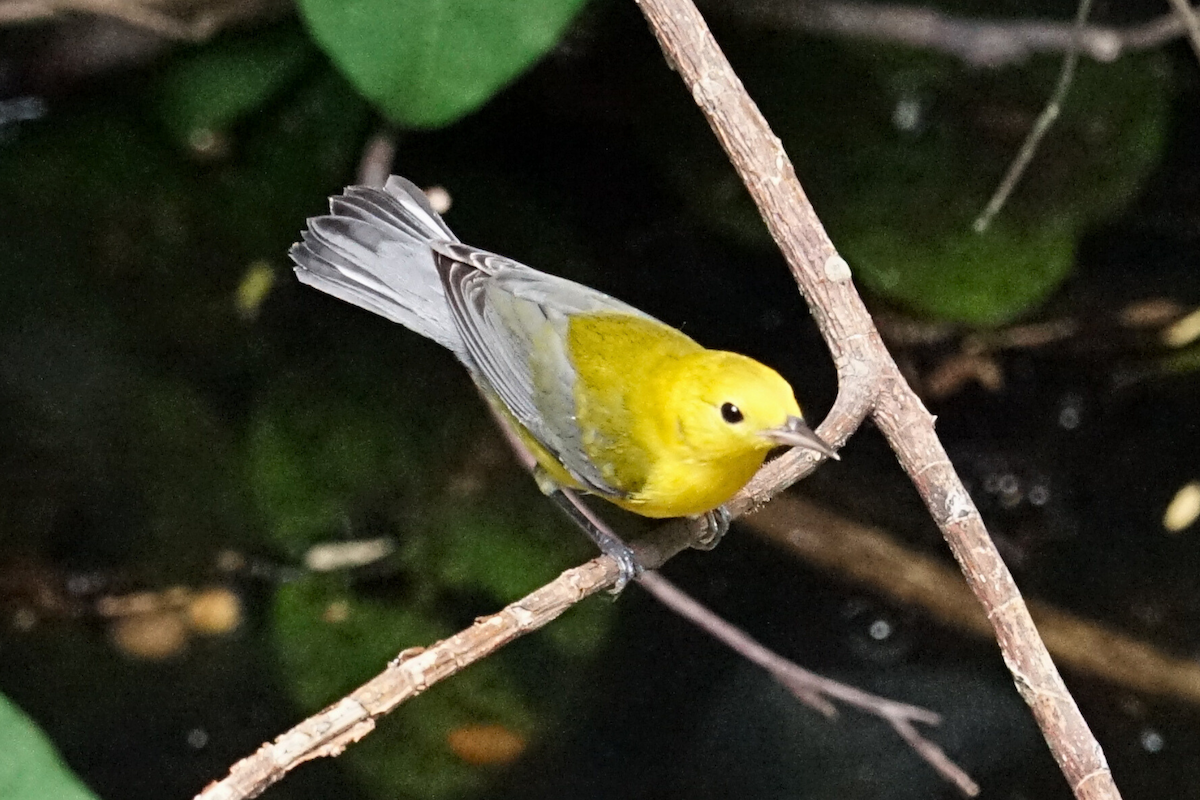 Prothonotary Warbler - ML641273839