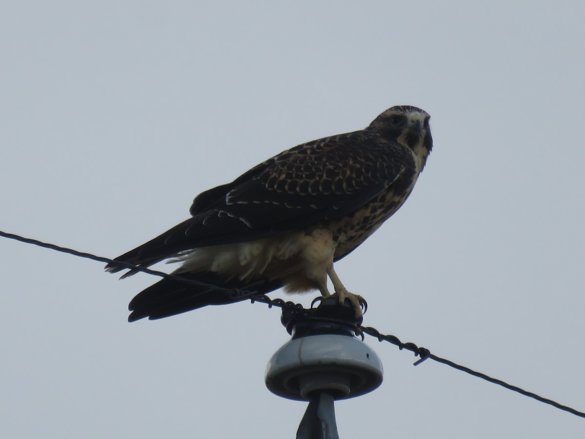 Swainson's Hawk - ML641273841