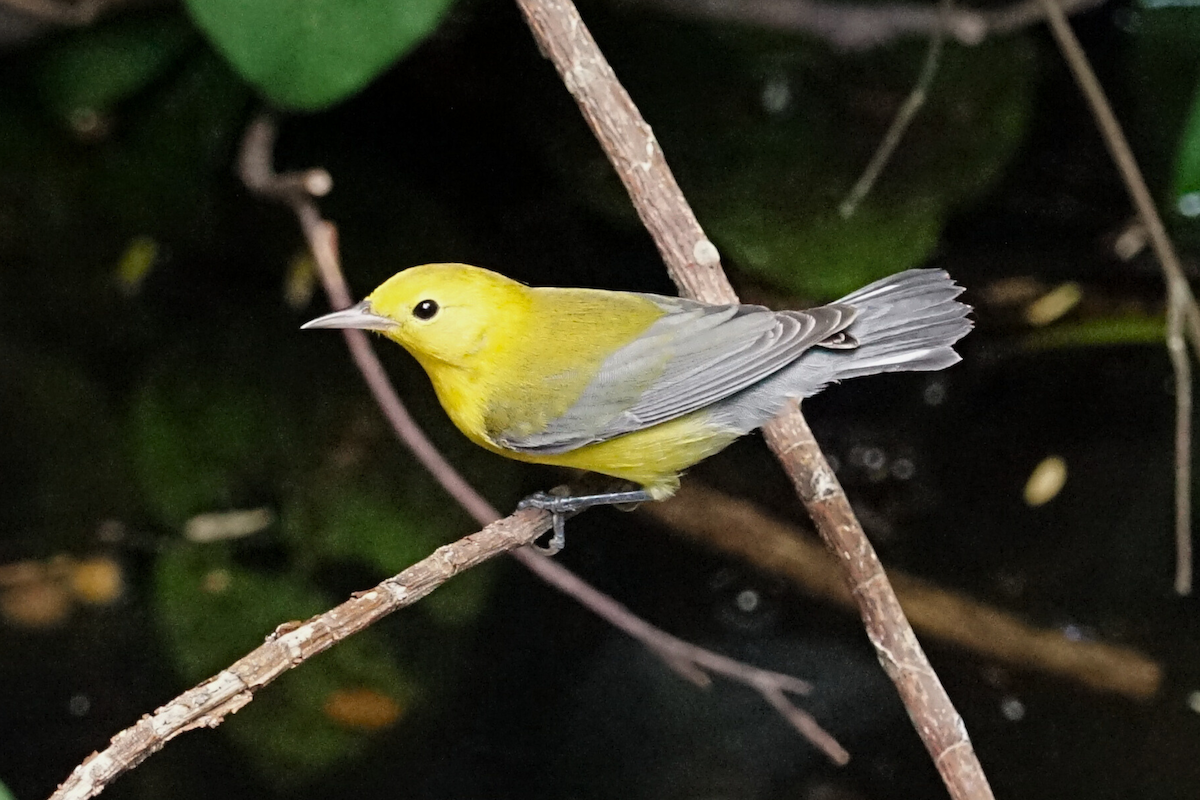 Prothonotary Warbler - ML641273842