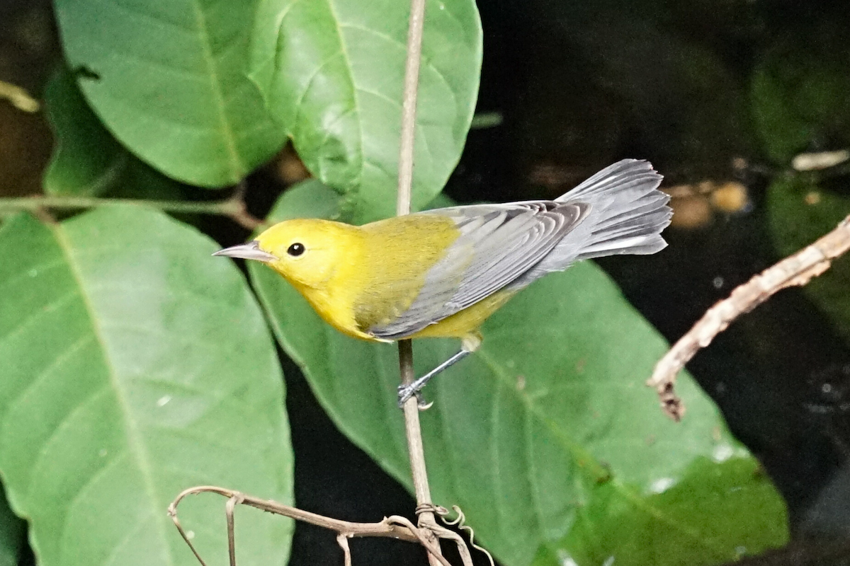 Prothonotary Warbler - ML641273844