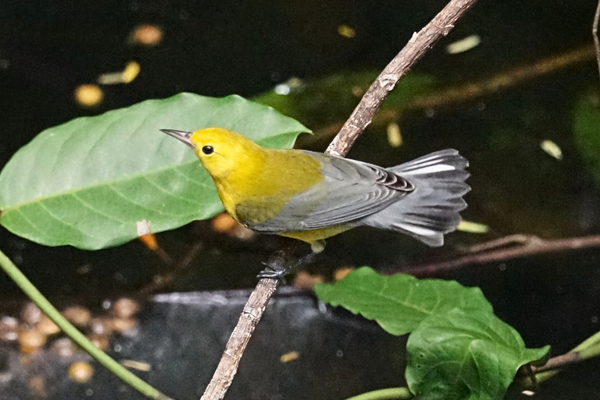 Prothonotary Warbler - ML641273845