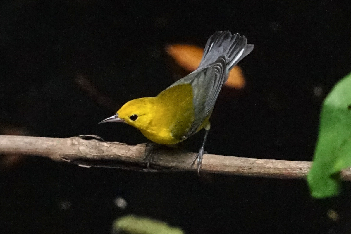 Prothonotary Warbler - ML641273846