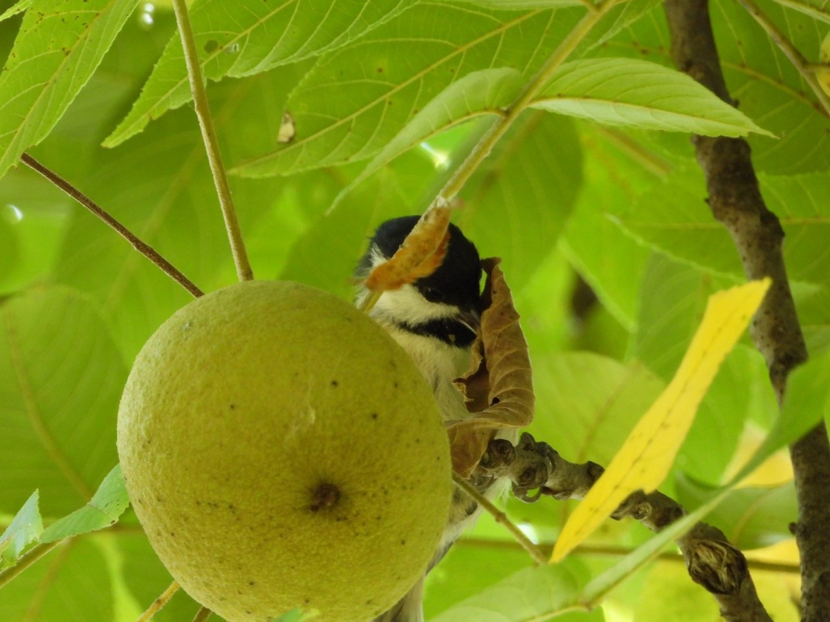 Carolina Chickadee - ML641273849