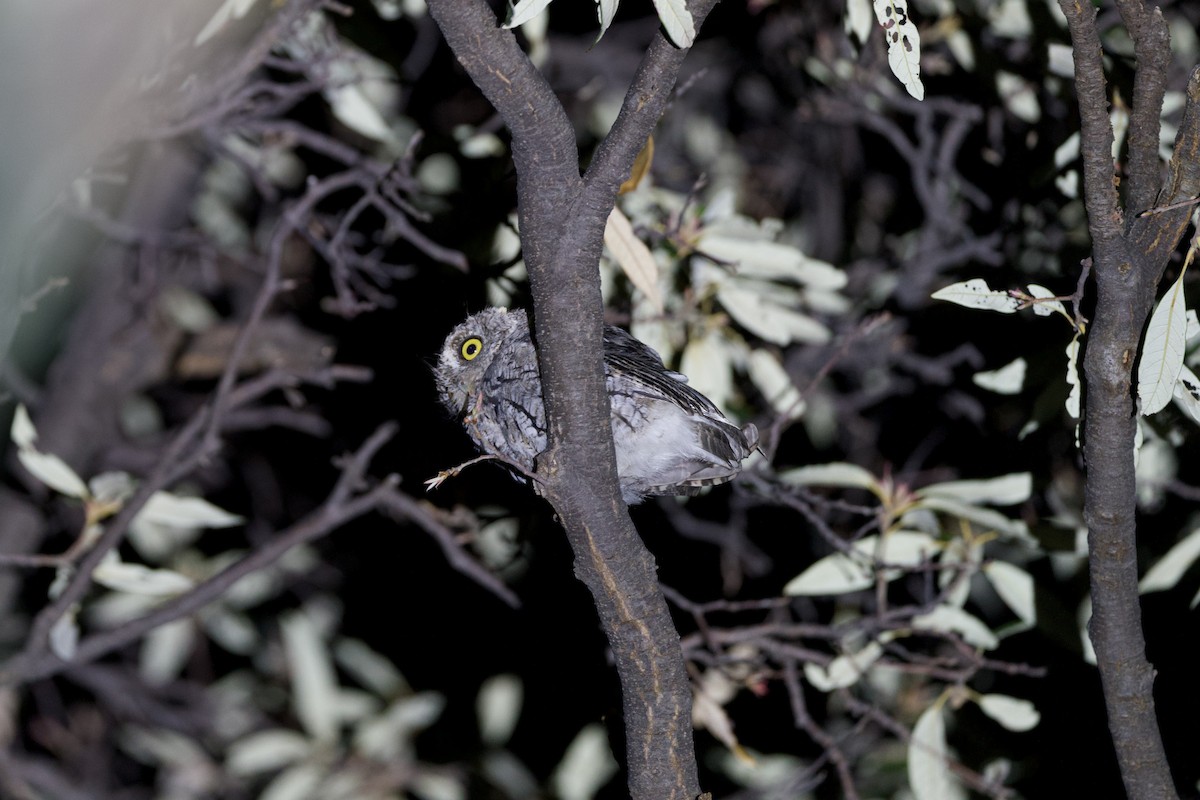 Whiskered Screech-Owl - ML641273851