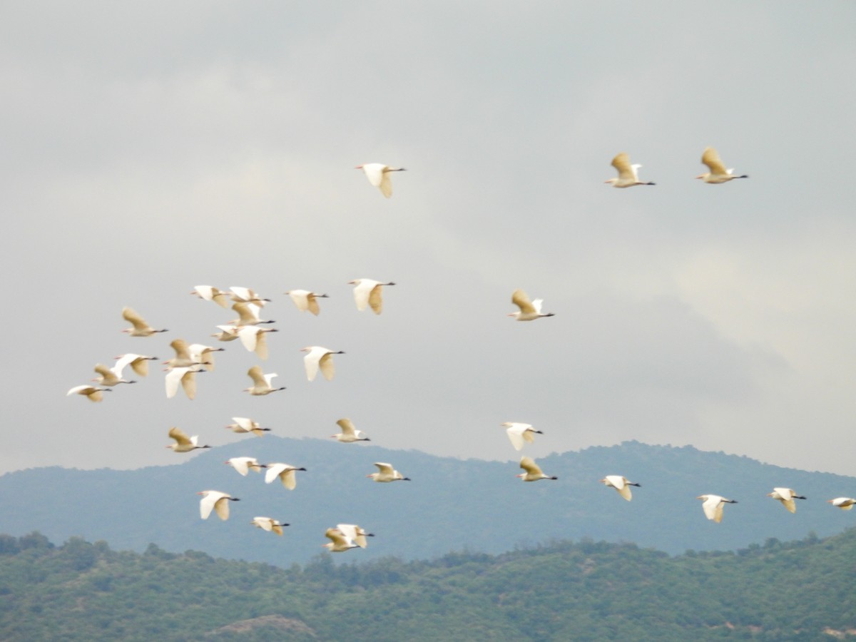 Great Egret - ML641273883