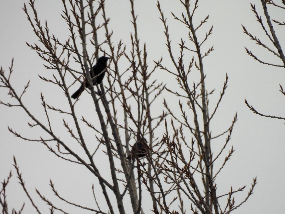 Austral Blackbird - ML641273903