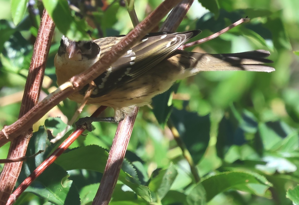 Black-headed Grosbeak - ML641273911