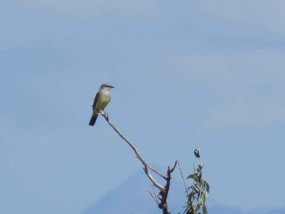 Western Kingbird - ML641273913