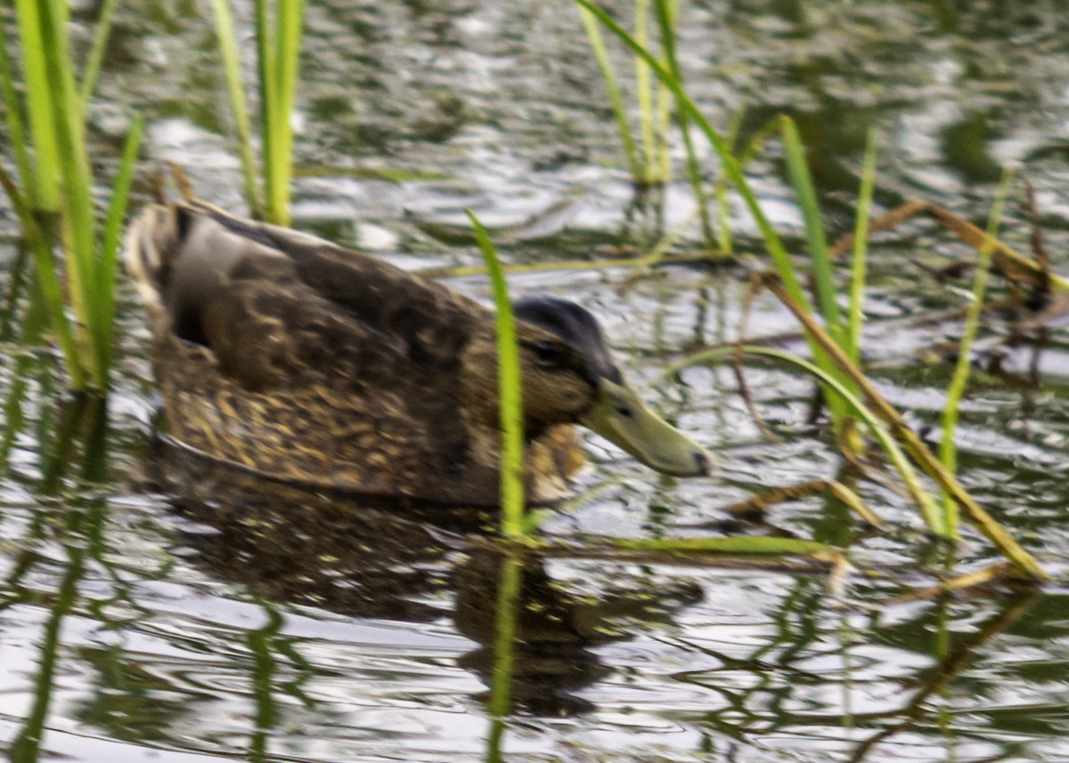Mallard - ML641273915
