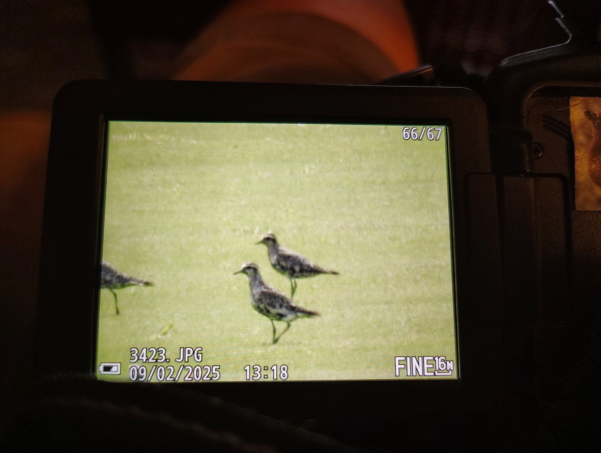 American Golden-Plover - ML641273916