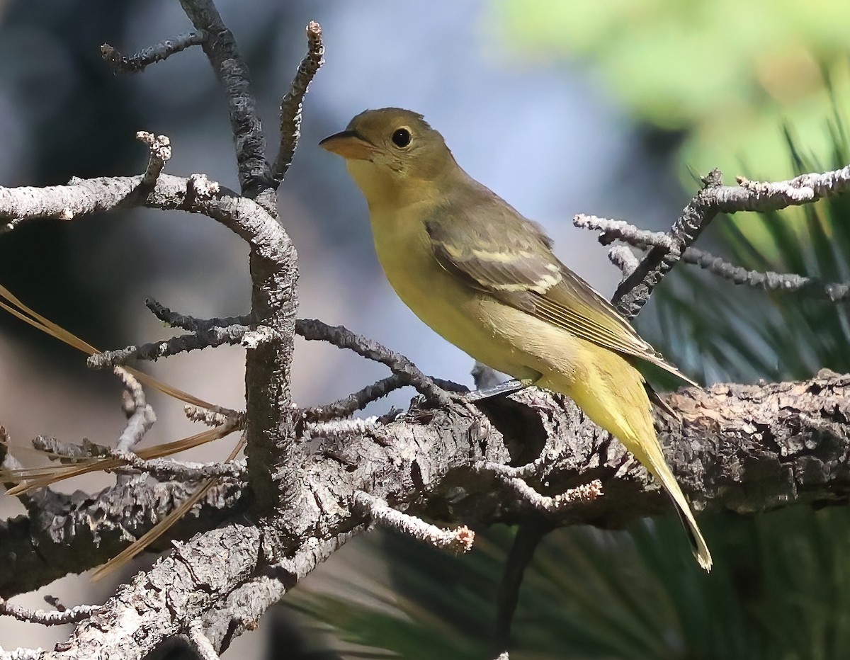 Western Tanager - ML641273917