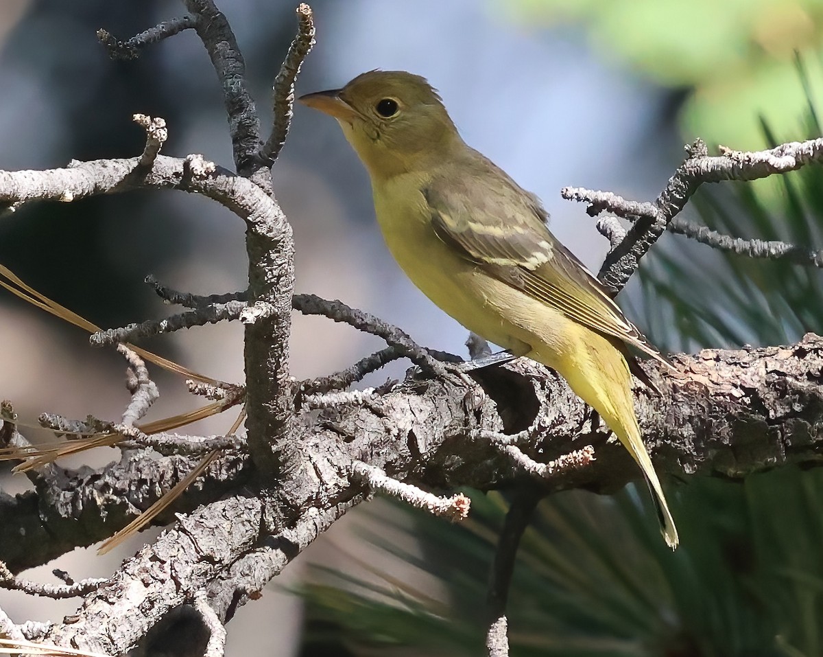 Western Tanager - ML641273918