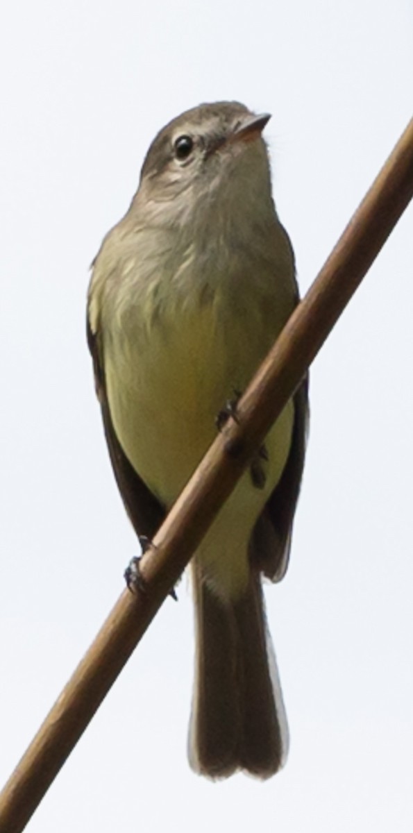 Yellow-crowned Tyrannulet - ML641273919