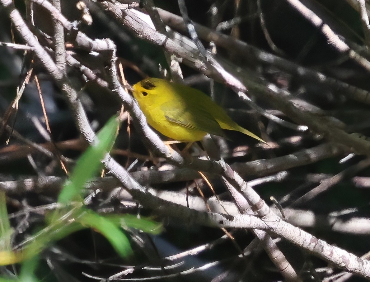 Wilson's Warbler - ML641273920
