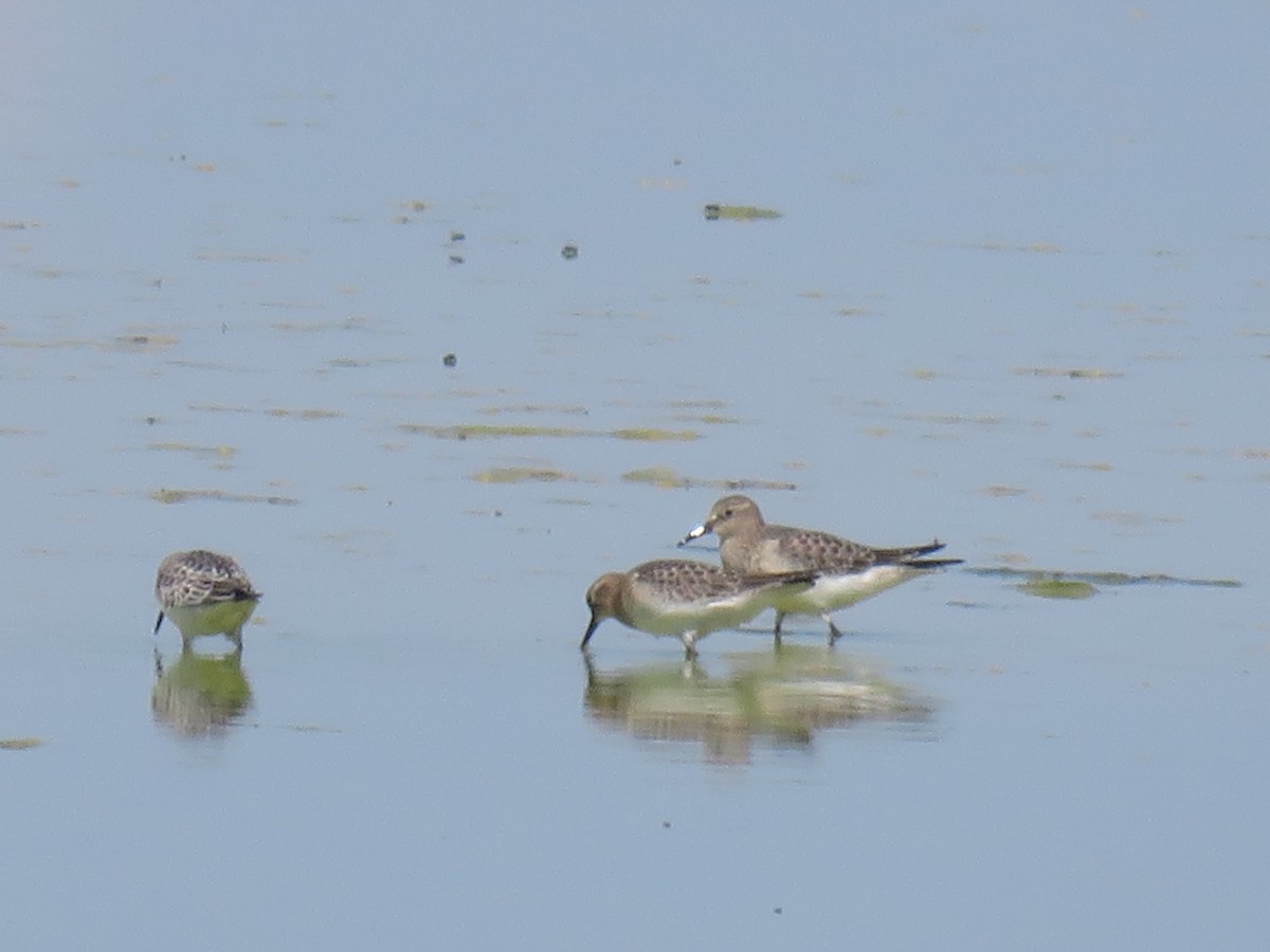 Baird's Sandpiper - ML641273922