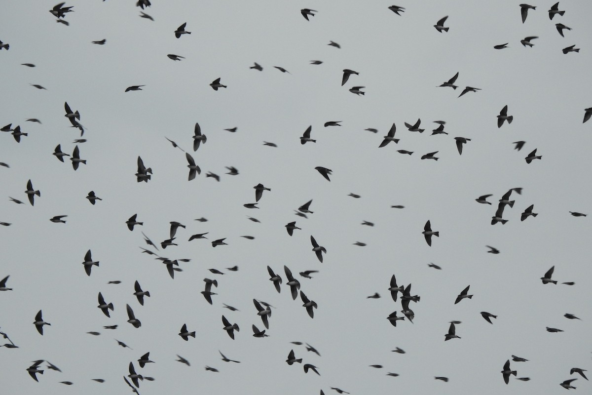 Tree Swallow - ML641273926