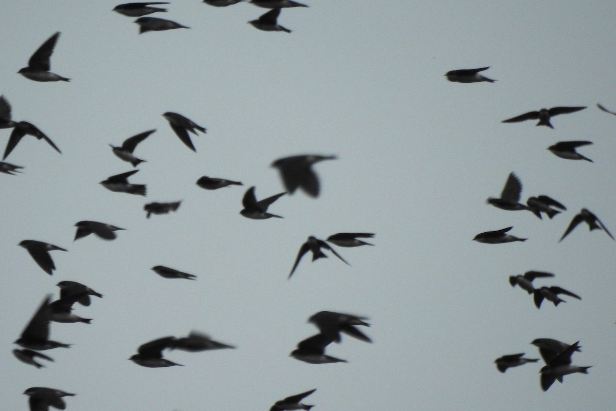 Tree Swallow - ML641273927