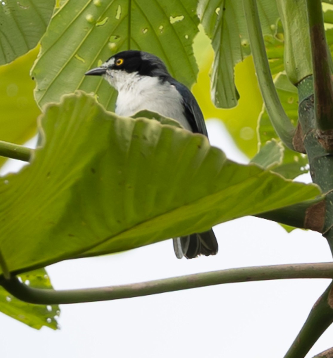 Hooded Tanager - ML641273929