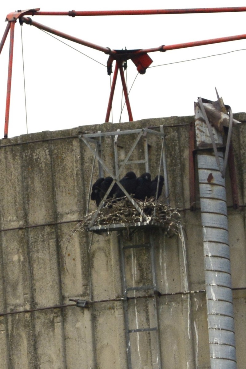 Common Raven - ML641273931