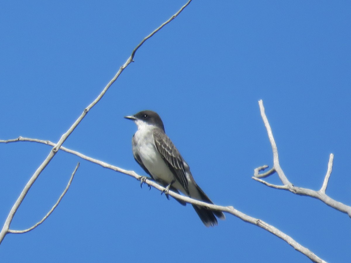 Eastern Kingbird - ML641273932