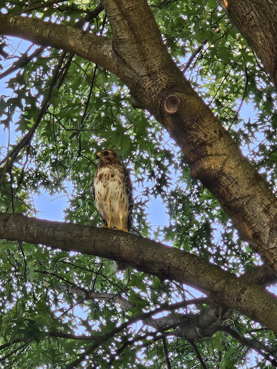 Red-shouldered Hawk - ML641273933