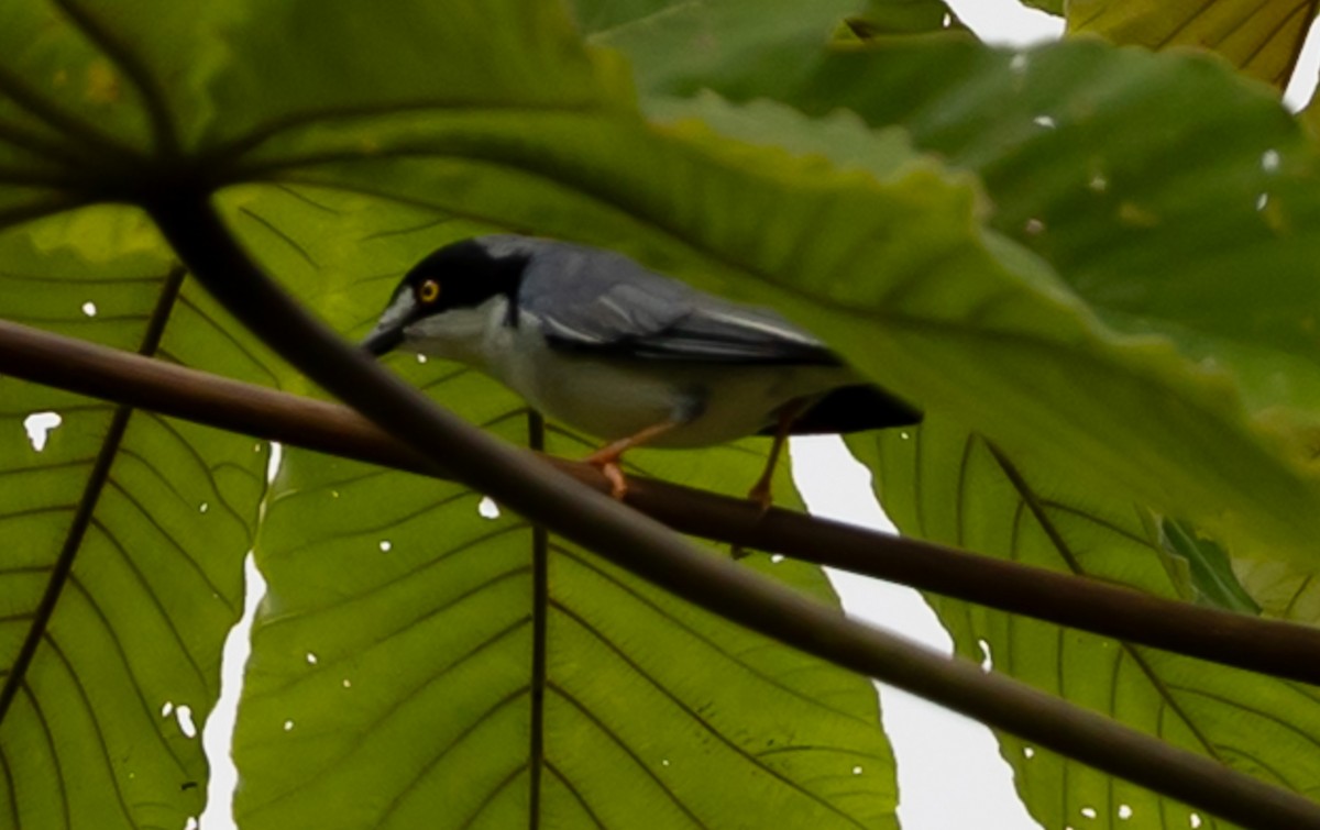 Hooded Tanager - ML641273934