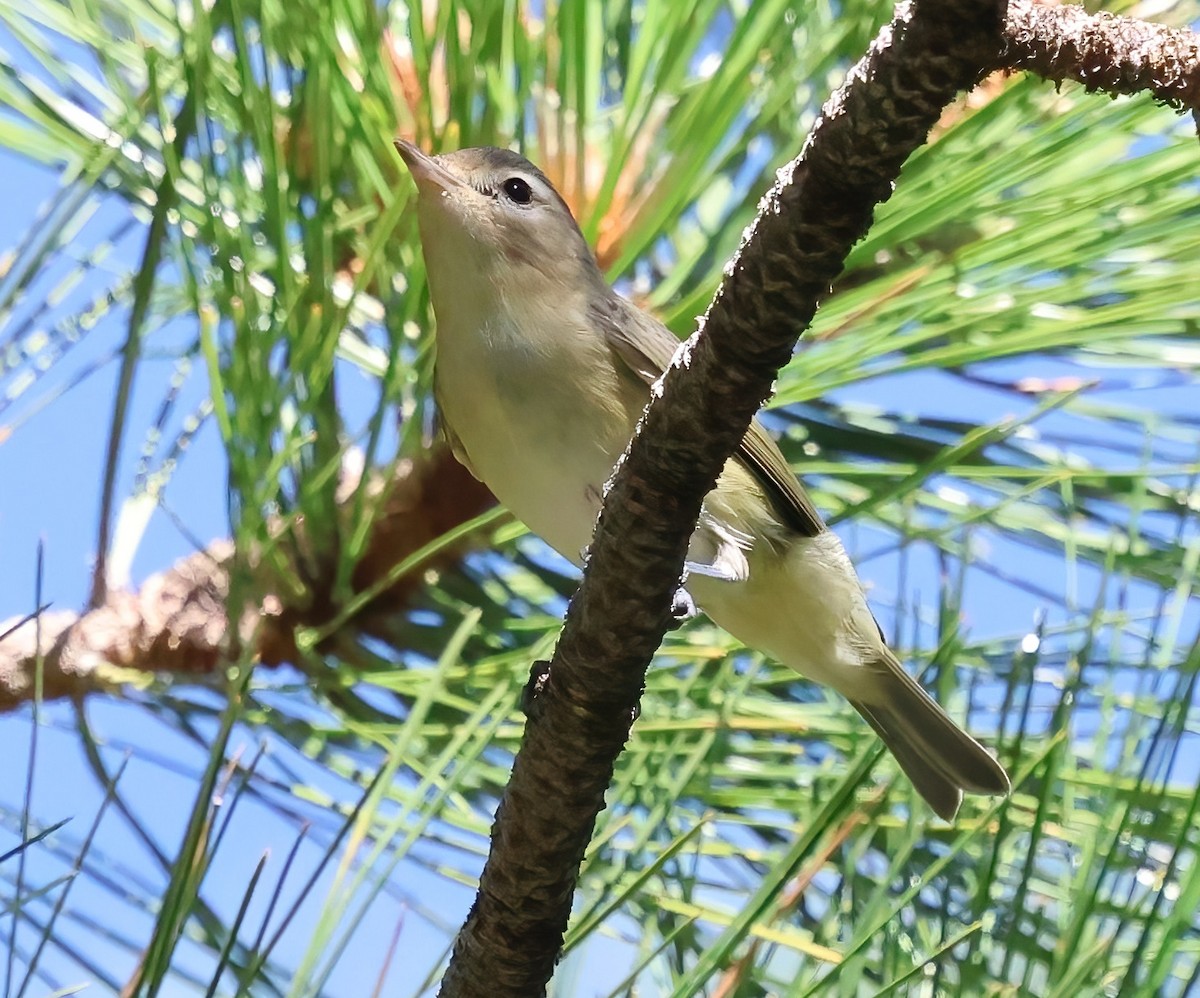 Warbling Vireo - ML641273936
