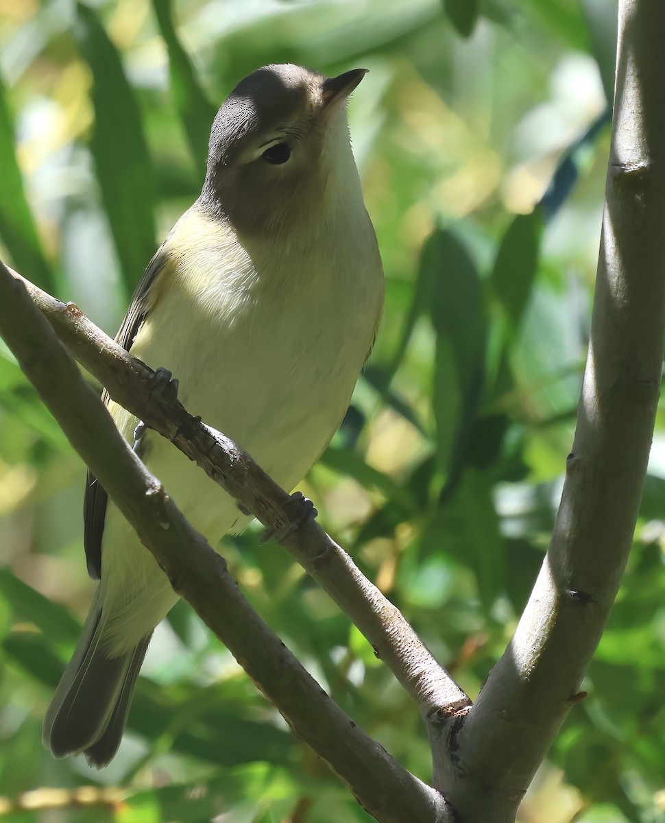 Warbling Vireo - ML641273937