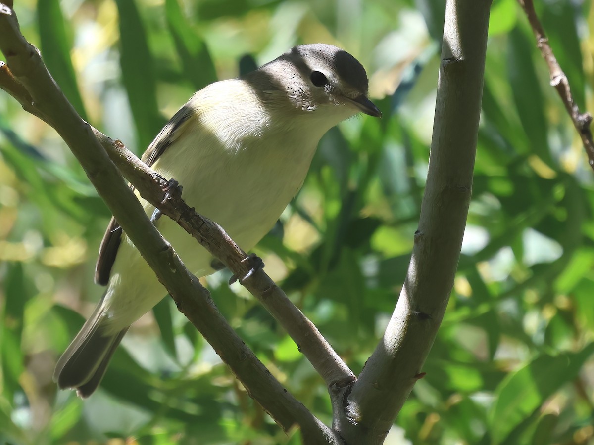 Warbling Vireo - ML641273938