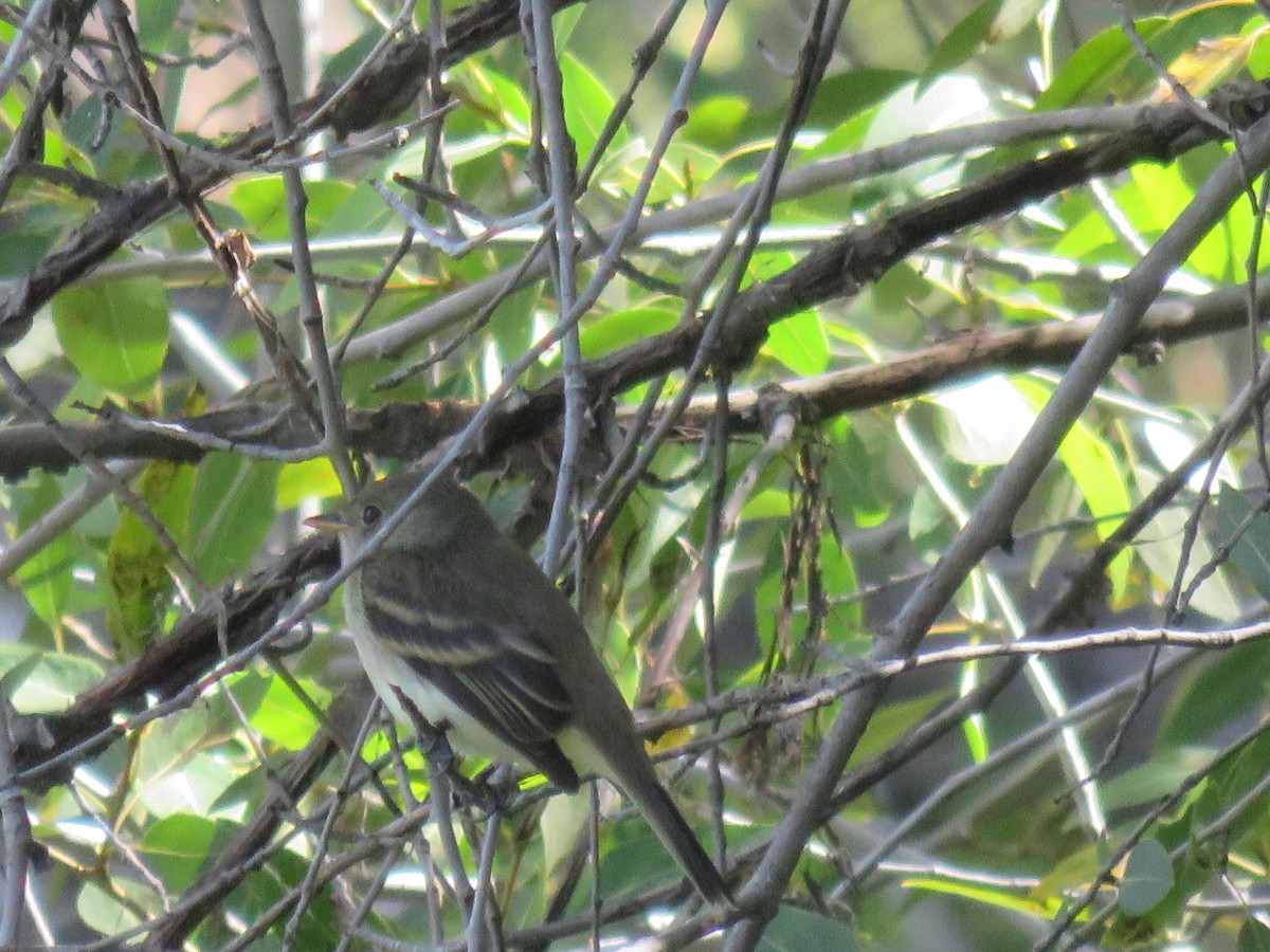 Willow Flycatcher - ML641273939